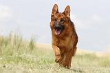 BERGER ALLEMAND 783